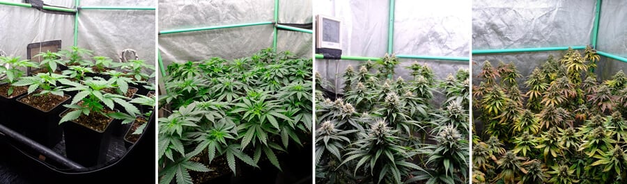 Primer plano de los cogollos de cannabis Blue Gelato, mostrando su estructura densa, pistilos rojos vibrantes y aroma dulce y afrutado, ideales para el cultivo en interior con rendimientos impresionantes.