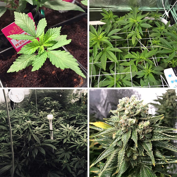 Collage de fotos que muestran el crecimiento de una planta de cannabis Blue Mystic en una sala de cultivo interior, desde hojas verdes vibrantes hasta el desarrollo de cogollos maduros, resaltando todo su proceso hasta estar lista para la cosecha.