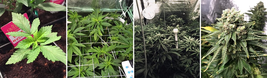 Collage de fotos que muestran el crecimiento de una planta de cannabis Blue Mystic en una sala de cultivo interior, desde hojas verdes vibrantes hasta el desarrollo de cogollos maduros, resaltando todo su proceso hasta estar lista para la cosecha.