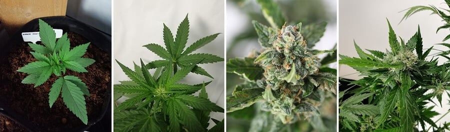 Collage de 4 fotos de Bubble Kush Auto cannabis, mostrando una planta joven, hojas verdes saludables y cogollos resinosos y maduros.