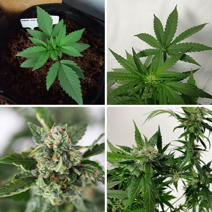 Collage de 4 fotos de Bubble Kush Auto cannabis, mostrando una planta joven, hojas verdes saludables y cogollos resinosos y maduros.