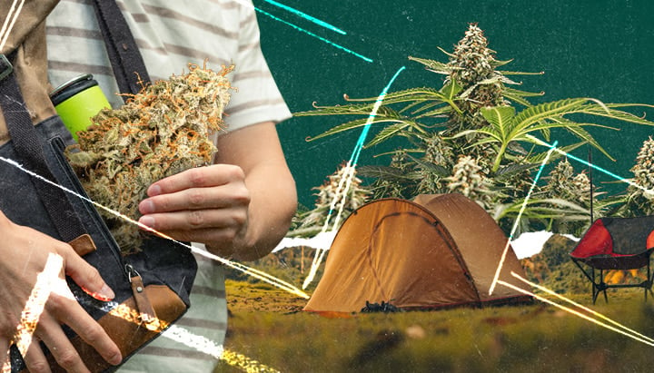 Una persona sosteniendo una rama de planta de cannabis cerca de una tienda de campaña y una fogata en un campo pintoresco. Equipamiento de camping con lo esencial: tienda, fogata y planta de cannabis para una escapada inspirada en la naturaleza.