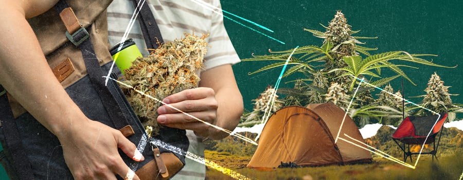 Una persona sosteniendo una rama de planta de cannabis cerca de una tienda de campaña y una fogata en un campo pintoresco. Equipamiento de camping con lo esencial: tienda, fogata y planta de cannabis para una escapada inspirada en la naturaleza.