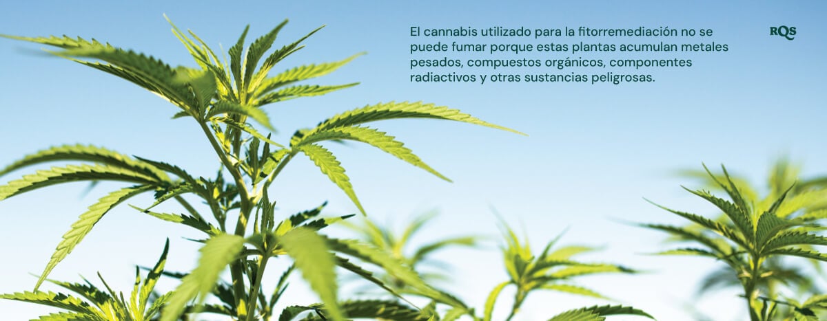 Primer plano de plantas de cannabis utilizadas en fitorremediación, destacando que acumulan sustancias nocivas.