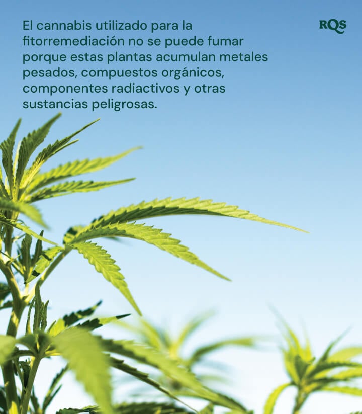 Primer plano de plantas de cannabis utilizadas en fitorremediación, destacando que acumulan sustancias nocivas.