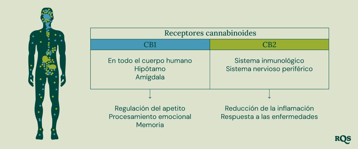 Un diagrama que muestra los receptores CB1 en el cerebro y el cuerpo y los receptores CB2 en el sistema inmunológico, ilustrando sus roles en los efectos del cannabis.