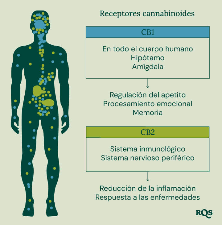 Un diagrama que muestra los receptores CB1 en el cerebro y el cuerpo y los receptores CB2 en el sistema inmunológico, ilustrando sus roles en los efectos del cannabis.