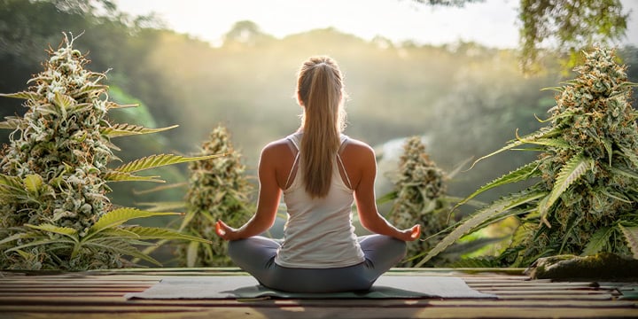 Una persona sentada en una posición meditativa de espaldas a la cámara, rodeada de grandes plantas de cannabis.