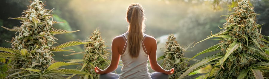 Una persona sentada en una posición meditativa de espaldas a la cámara, rodeada de grandes plantas de cannabis.