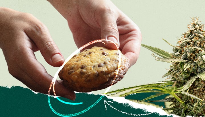 Collage que muestra a una persona sosteniendo una galleta de chispas de chocolate junto a una imagen de una planta de cannabis.