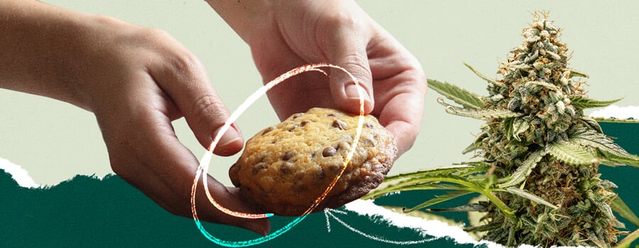 Collage que muestra a una persona sosteniendo una galleta de chispas de chocolate junto a una imagen de una planta de cannabis.