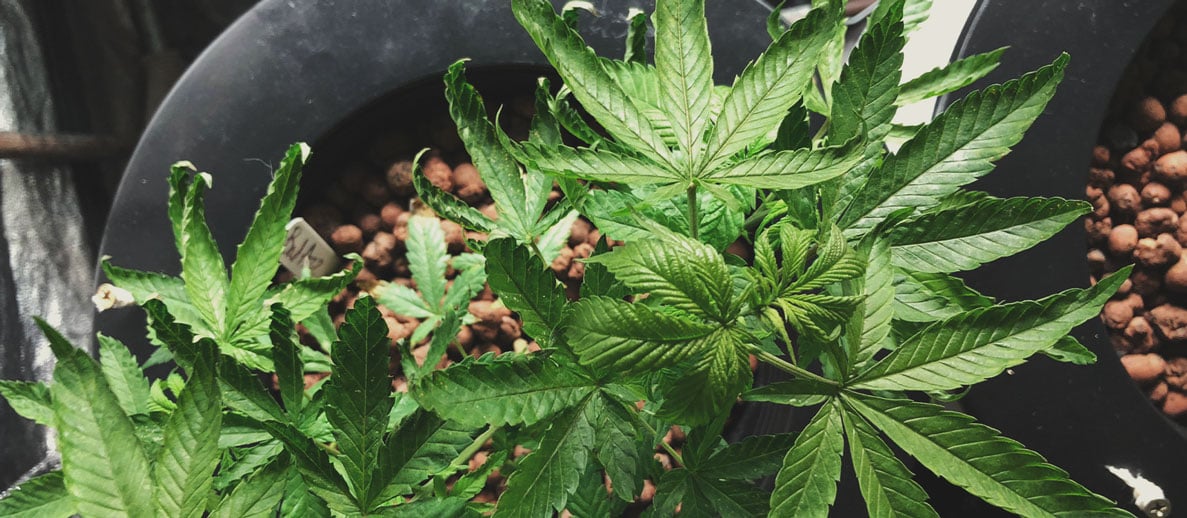 Guardar semillas de marihuana: Consejo prácticos para mantener sus