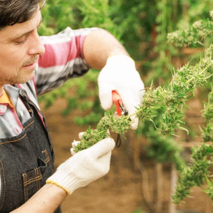 Una persona con guantes recorta cuidadosamente una planta de cannabis, enfocándose en mantener un crecimiento saludable y optimizar el desarrollo de los cogollos.