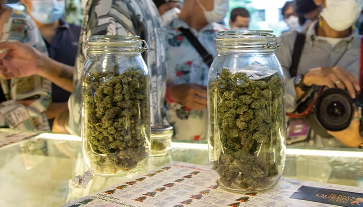 Frascos de vidrio llenos de cogollos de cannabis. Muestra cómo la presentación del cannabis ha cambiado con la legalización, reflejando la evolución del empaquetado.