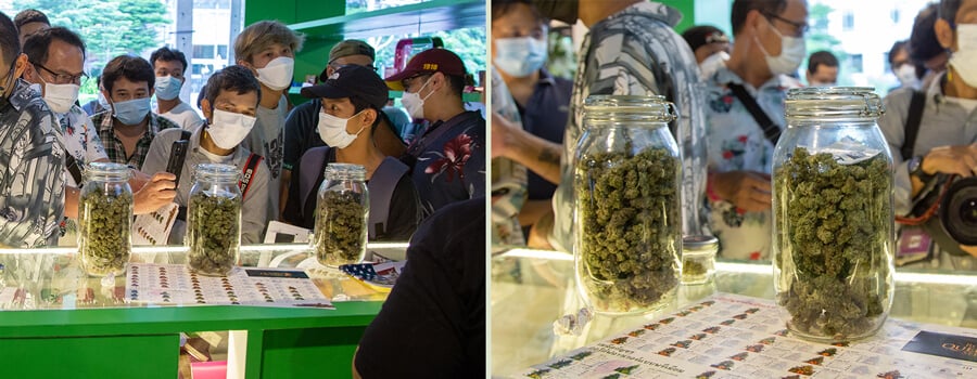 Frascos de vidrio llenos de cogollos de cannabis. Muestra cómo la presentación del cannabis ha cambiado con la legalización, reflejando la evolución del empaquetado.