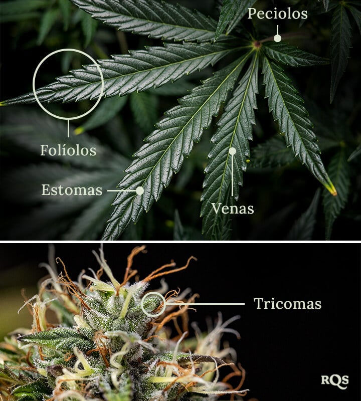 Cannabis leaft anatomy