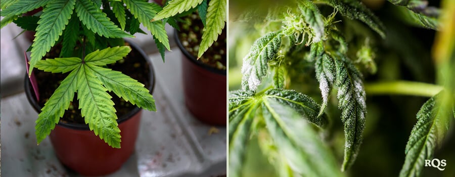 Cannabis overwatering