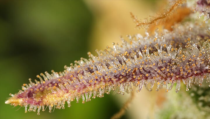 Primer plano de una flor de cannabis cubierta de tricomas coloridos (blanco, naranja, morado) que producen resina, mostrando la textura cristalina de la planta.