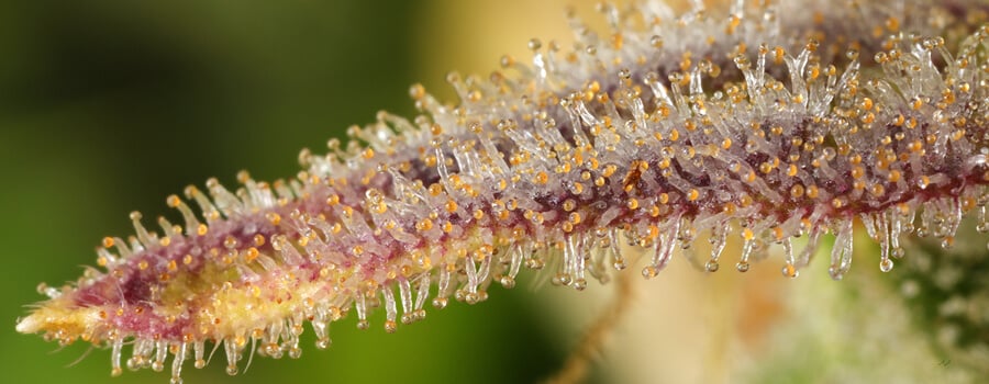 Primer plano de una flor de cannabis cubierta de tricomas coloridos (blanco, naranja, morado) que producen resina, mostrando la textura cristalina de la planta.