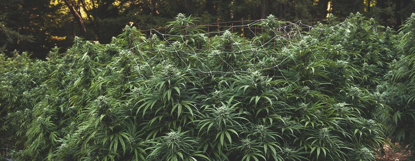 Las diferencias entre nuestras semillas de cannabis feminizadas y  autoflorecientes - Dutchfem