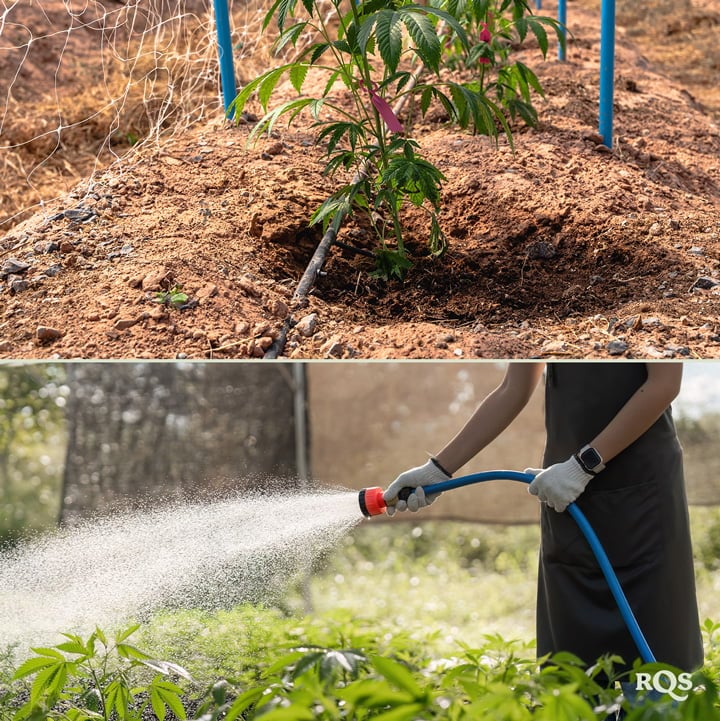 Dos imágenes: A la izquierda, una planta de cannabis con un sistema de riego, y a la derecha, alguien regando plantas con una manguera en un jardín.