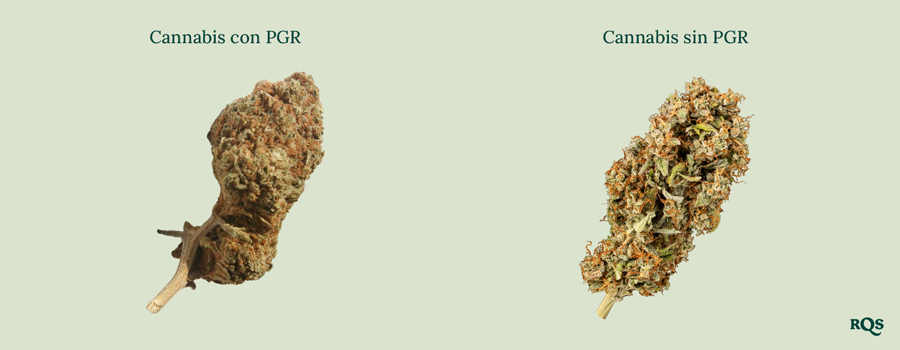 Cogollos de cannabis lado a lado: « Cannabis con PGR » denso y marrón vs. « Cannabis sin PGR » más verde y esponjoso. ¡Aprende a notar la diferencia!