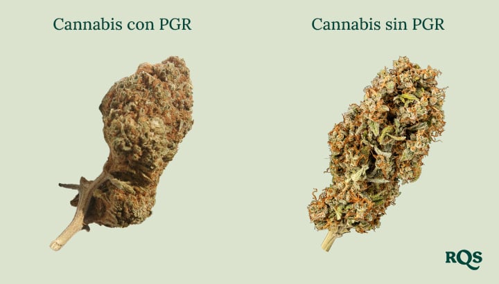 Cogollos de cannabis lado a lado: « Cannabis con PGR » denso y marrón vs. « Cannabis sin PGR » más verde y esponjoso. ¡Aprende a notar la diferencia!