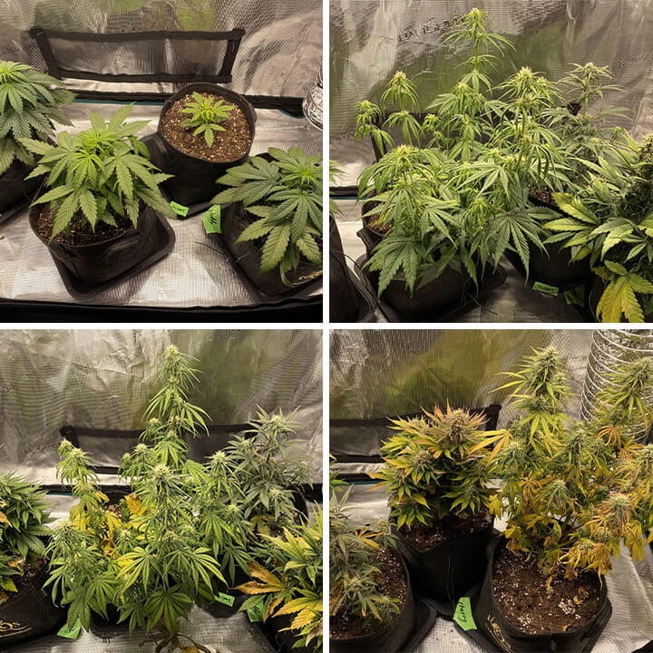 Collage de cuatro imágenes mostrando las plantas de cannabis Cherry Pie Auto: plántulas, fase vegetativa, fase de floración y plantas maduras con cogollos.