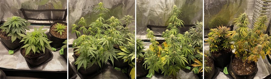 Collage de cuatro imágenes mostrando las plantas de cannabis Cherry Pie Auto: plántulas, fase vegetativa, fase de floración y plantas maduras con cogollos.