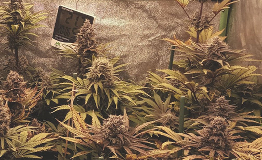 Semillas de marihuana exóticas - Sabores exóticos