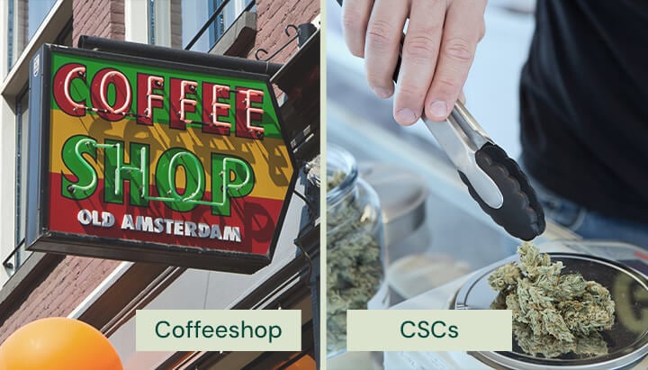 Comparación lado a lado de un letrero de coffeeshop neerlandés que dice «Coffee Shop Old Amsterdam» y una persona manipulando cogollos de cannabis con pinzas en un Cannabis Social Club (CSC).