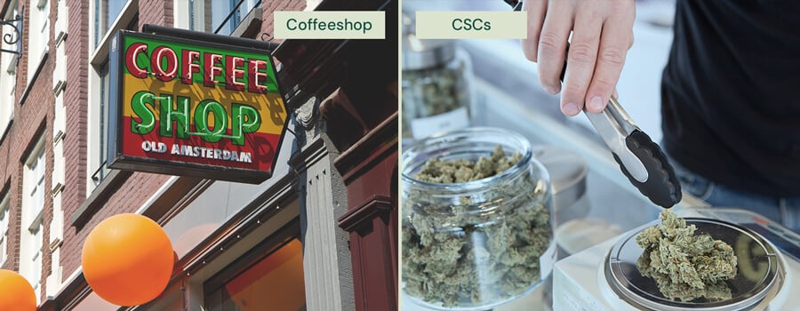 Comparación lado a lado de un letrero de coffeeshop neerlandés que dice «Coffee Shop Old Amsterdam» y una persona manipulando cogollos de cannabis con pinzas en un Cannabis Social Club (CSC).