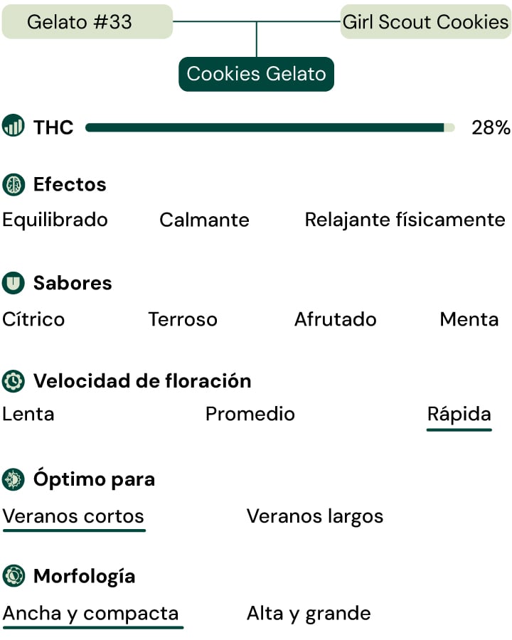 Cookies Gelato Key Attributes