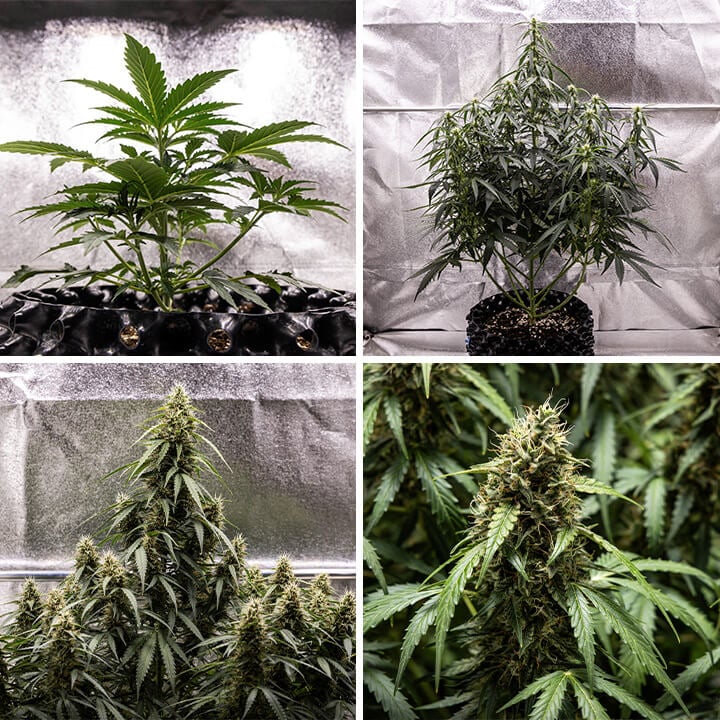 Corkscrew Auto Seeds