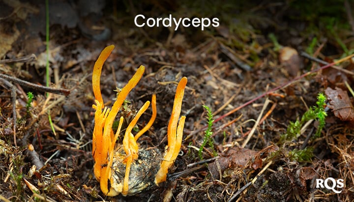 mycocannabinoids - cordyceps