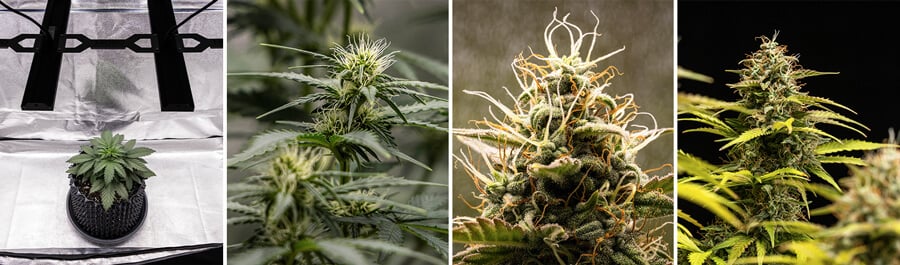 Crecimiento de la variedad de cannabis Cosmos F1. Las imágenes muestran la planta desde su desarrollo temprano hasta la etapa de floración, destacando sus densos cogollos y tricomas intrincados, característicos de una variedad híbrida de CBD.