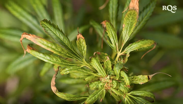 Primer plano de una hoja de cannabis que muestra signos de estrés, como el oscurecimiento y el rizado. Posibles causas: deficiencias de nutrientes, exceso de riego o infestación de plagas.