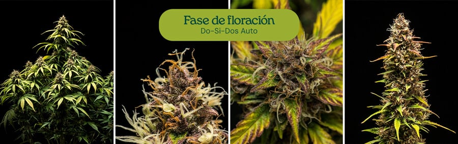 Cepa de cannabis Do-Si-Dos Auto entrando en fase de floración, mostrando cogollos resinosos y hojas de verde brillante. Variedad autofloreciente de alto rendimiento para cultivo en interiores o exteriores.