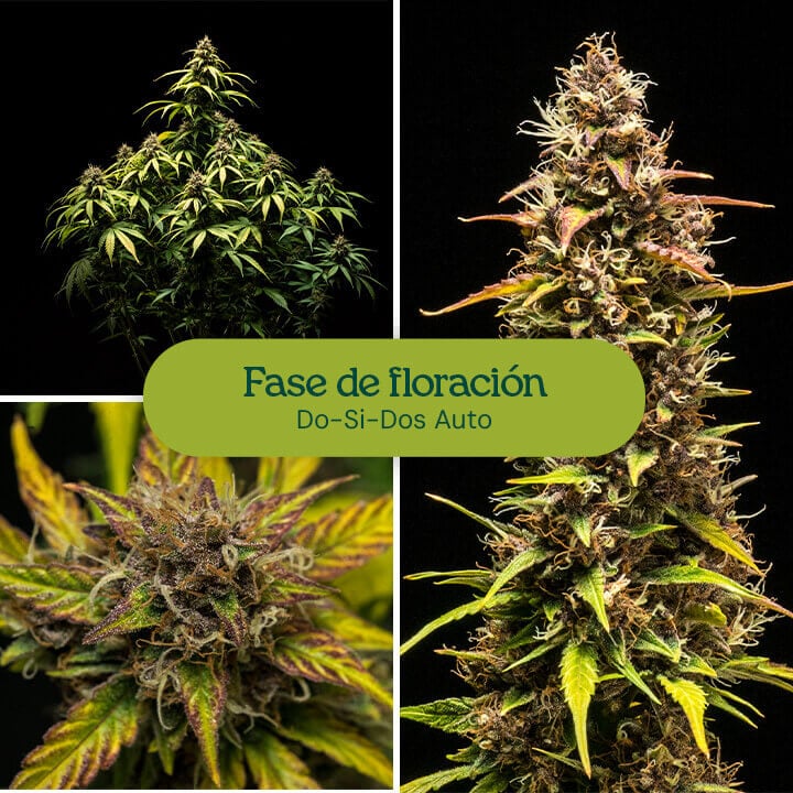 Cepa de cannabis Do-Si-Dos Auto entrando en fase de floración, mostrando cogollos resinosos y hojas de verde brillante. Variedad autofloreciente de alto rendimiento para cultivo en interiores o exteriores.