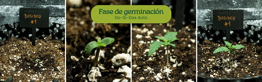 Semillas de Do-Si-Dos Auto germinando con el método de la servilleta de papel, resultando en plántulas fuertes. Recomendado para un alto éxito de germinación en el cultivo de cannabis.