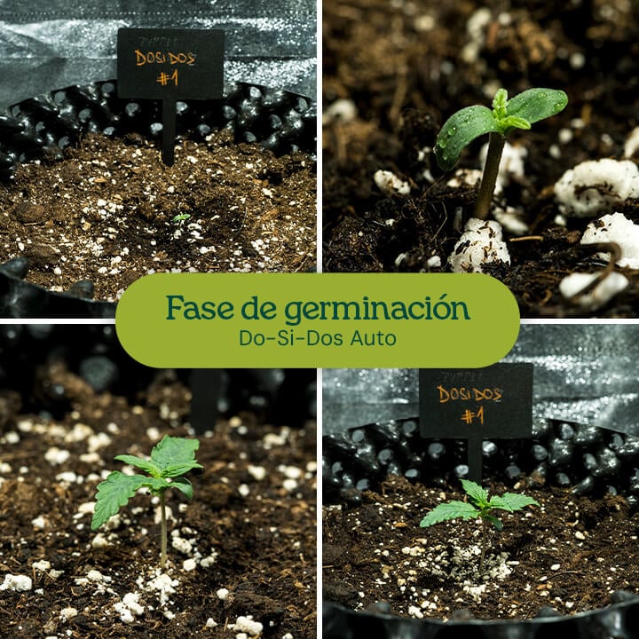 Semillas de Do-Si-Dos Auto germinando con el método de la servilleta de papel, resultando en plántulas fuertes. Recomendado para un alto éxito de germinación en el cultivo de cannabis.