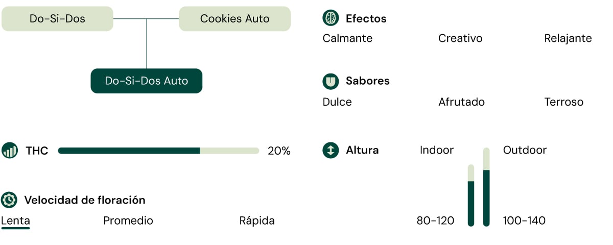 Do-Si-Dos Auto gráfico detallando niveles de THC, perfil de sabor y estructura de crecimiento. Autofloreciente compacta, dominante índica con aromas dulces y terrosos.