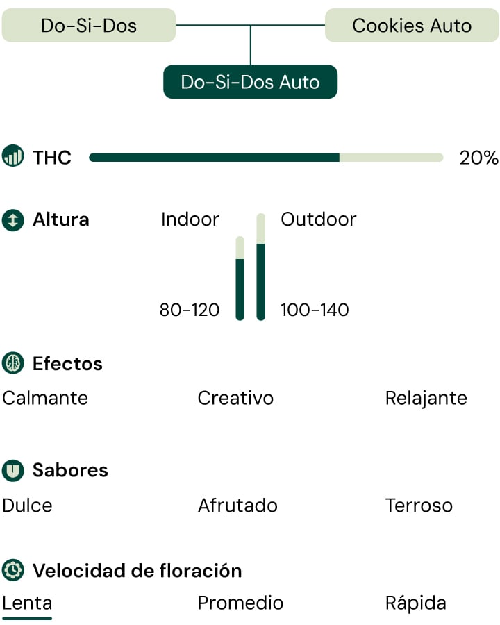 Do-Si-Dos Auto gráfico detallando niveles de THC, perfil de sabor y estructura de crecimiento. Autofloreciente compacta, dominante índica con aromas dulces y terrosos.