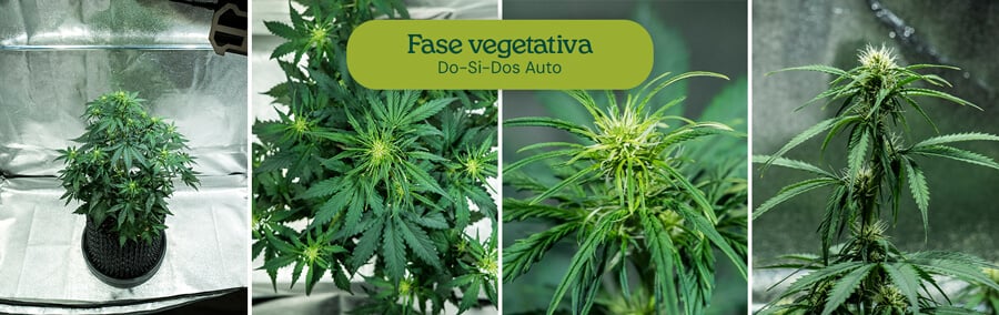 Cepa Do-Si-Dos Auto en fase vegetativa, mostrando un tallo central y ramas laterales vibrantes. Adecuada para entrenamiento de bajo estrés y cultivo en interiores con un ciclo de luz de 18-6.