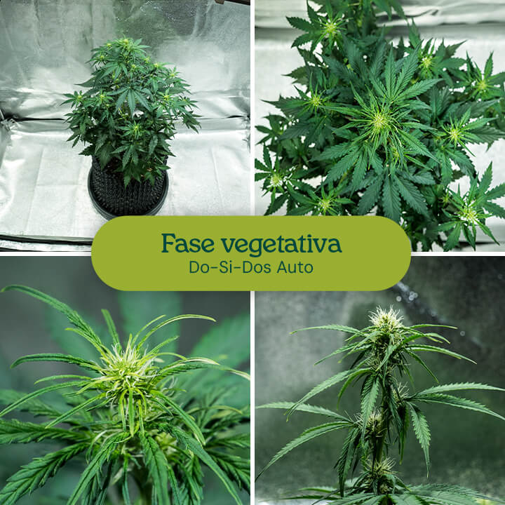 Cepa Do-Si-Dos Auto en fase vegetativa, mostrando un tallo central y ramas laterales vibrantes. Adecuada para entrenamiento de bajo estrés y cultivo en interiores con un ciclo de luz de 18-6.