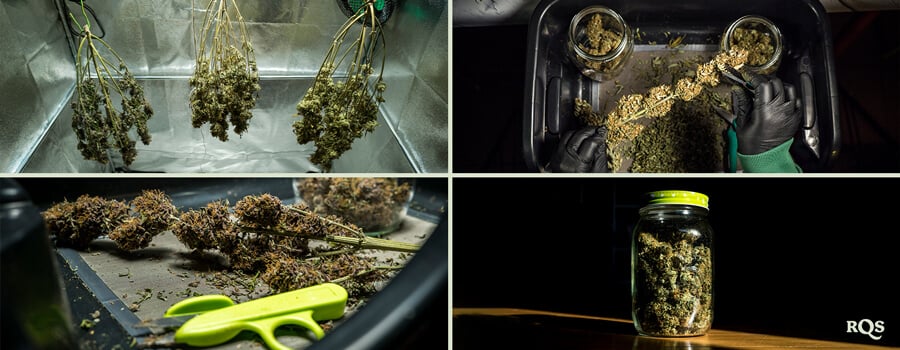 Un proceso paso a paso de secado y curado de cogollos de cannabis, que incluye colgado de los cogollos, manicurado con tijeras y almacenamiento en frascos herméticos para una óptima conservación.