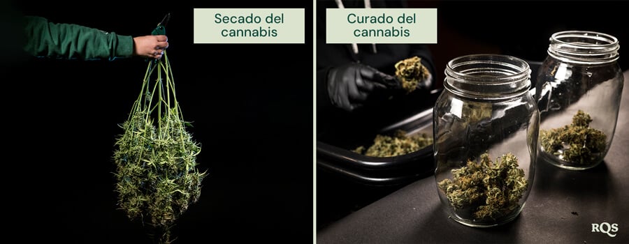 Comparación de los procesos de secado y curado del cannabis: a la izquierda, plantas de cannabis recién cosechadas listas para colgar y secar; a la derecha, cogollos recortados colocados en frascos de vidrio para un curado y almacenamiento adecuados.