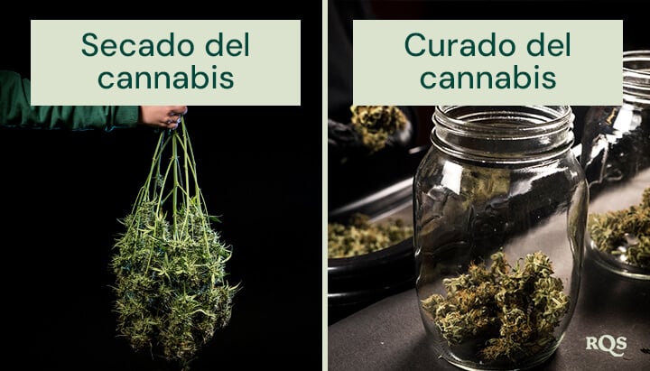 Comparación de los procesos de secado y curado del cannabis: a la izquierda, plantas de cannabis recién cosechadas listas para colgar y secar; a la derecha, cogollos recortados colocados en frascos de vidrio para un curado y almacenamiento adecuados.