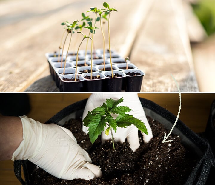 Una exhibición de los recipientes de germinación Easy Start diseñados para semillas de cannabis feminizadas por RQS, enfatizando su papel en el apoyo al crecimiento saludable de las plántulas y la importancia de la replantación oportuna.