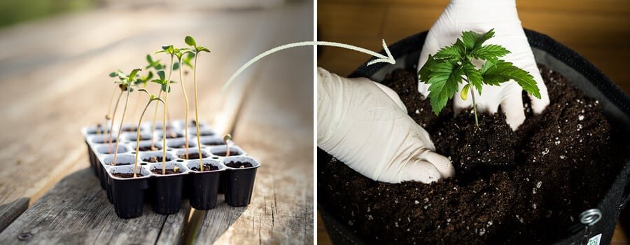 Una exhibición de los recipientes de germinación Easy Start diseñados para semillas de cannabis feminizadas por RQS, enfatizando su papel en el apoyo al crecimiento saludable de las plántulas y la importancia de la replantación oportuna.